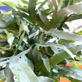 Blue Star Fern - Phlebodium aureum - Sprouts of Bristol