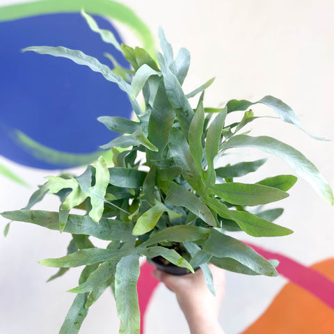 Blue Star Fern - Phlebodium aureum - Sprouts of Bristol