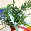 Blue Star Fern - Phlebodium aureum - Sprouts of Bristol
