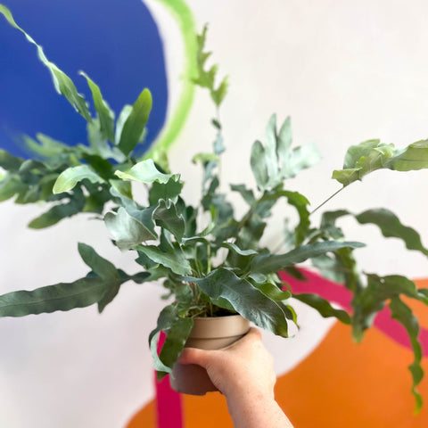 Blue Star Fern - Phlebodium aureum - Sprouts of Bristol