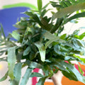 Blue Star Fern - Phlebodium aureum - Sprouts of Bristol