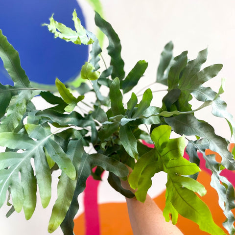 Blue Star Fern - Phlebodium aureum - Sprouts of Bristol