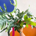 Blue Star Fern - Phlebodium aureum - Sprouts of Bristol
