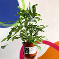 Blue Star Fern - Phlebodium aureum - British Grown - Sprouts of Bristol