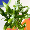 Blue Star Fern - Phlebodium aureum - British Grown - Sprouts of Bristol