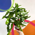 Blue Star Fern - Phlebodium aureum - British Grown - Sprouts of Bristol
