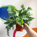 Blue Star Fern - Phlebodium aureum 'Davana' - Sprouts of Bristol