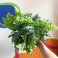 Blue Star Fern - Phlebodium aureum 'Davana' - Sprouts of Bristol