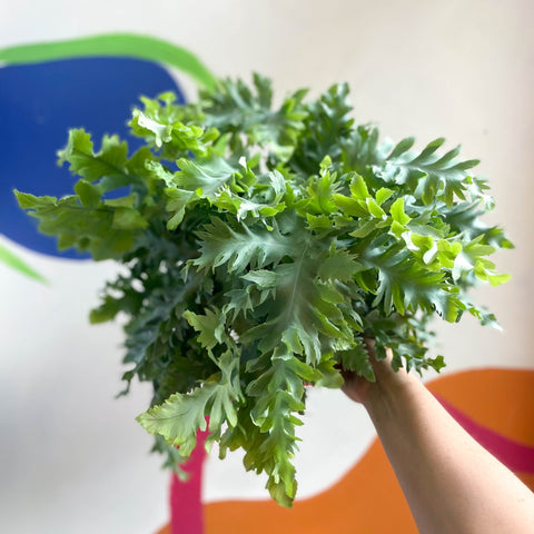 Blue Star Fern - Phlebodium aureum 'Davana' - Sprouts of Bristol