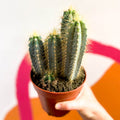 Blue Torch Cactus - Pilosocereus azureus - Sprouts of Bristol