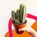 Blue Torch Cactus - Pilosocereus azureus - Sprouts of Bristol