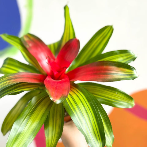Blushing Bromeliad - Neoregelia carolinae 'Freddie' - Sprouts of Bristol