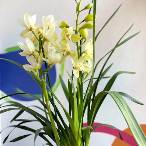 Boat Orchid - Cymbidium earliesue 'Paddy' - Sprouts of Bristol