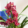 Boat Orchid - Cymbidium 'Red Beauty' - Sprouts of Bristol