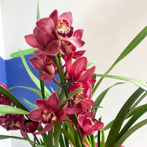 Boat Orchid - Cymbidium 'Red Beauty' - Sprouts of Bristol