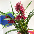Boat Orchid - Cymbidium 'Red Beauty' - Sprouts of Bristol