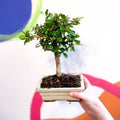 Bonsai - Carmona microphylla - Fukien Tea Tree - Sprouts of Bristol