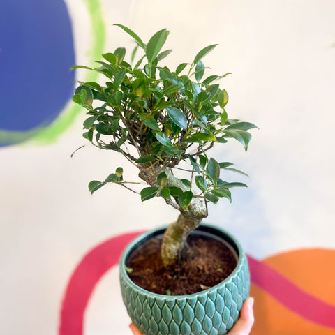 Bonsai - Ficus microcarpa 'Ginseng' - Indian Laurel - Sprouts of Bristol