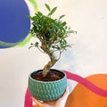 Bonsai - Ficus microcarpa 'Ginseng' - Indian Laurel - Sprouts of Bristol