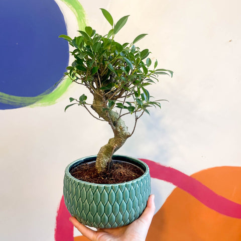 Bonsai - Ficus microcarpa 'Ginseng' - Indian Laurel - Sprouts of Bristol