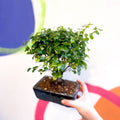 Bonsai - Sageretia theezans - Chinese Sweet Plum - Sprouts of Bristol