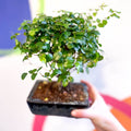 Bonsai - Sageretia theezans - Chinese Sweet Plum - Sprouts of Bristol