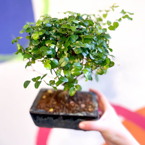 Bonsai - Sageretia theezans - Chinese Sweet Plum - Sprouts of Bristol