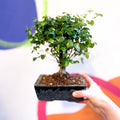 Bonsai - Sageretia theezans - Chinese Sweet Plum - Sprouts of Bristol
