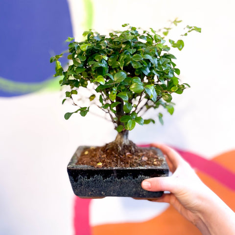 Bonsai - Sageretia theezans - Chinese Sweet Plum - Sprouts of Bristol
