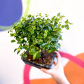 Bonsai - Sageretia theezans - Chinese Sweet Plum - Sprouts of Bristol