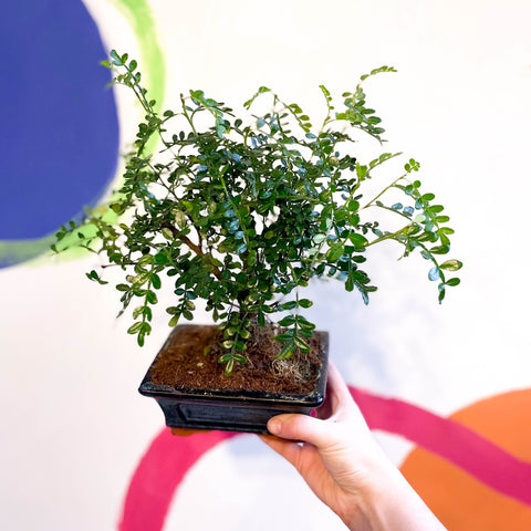 Bonsai - Xanthoxylum piperitum - Chinese Pepper - Sprouts of Bristol