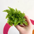 Boston Fern - Nephrolepis exaltata 'Fluffy Ruffle' - Sprouts of Bristol