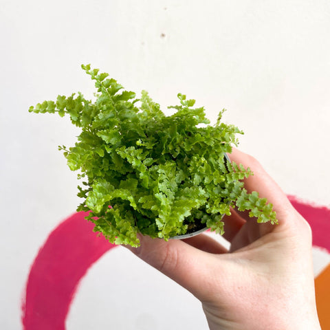 Boston Fern - Nephrolepis exaltata 'Fluffy Ruffle' - Sprouts of Bristol