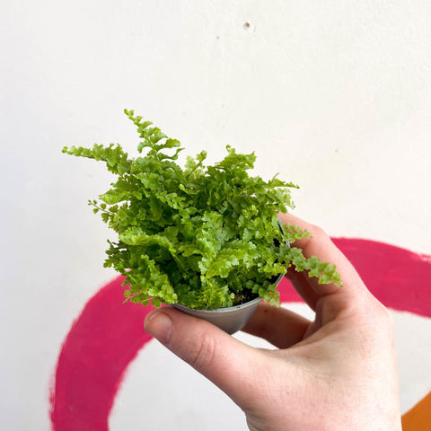 Boston Fern - Nephrolepis exaltata 'Fluffy Ruffle' - Sprouts of Bristol