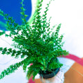 Boston Fern - Nephrolepis exaltata 'Green Fantasy' - Sprouts of Bristol
