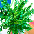 Boston Fern - Nephrolepis exaltata 'Green Fantasy' - Sprouts of Bristol