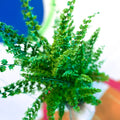 Boston Fern - Nephrolepis exaltata 'Green Fantasy' - Sprouts of Bristol