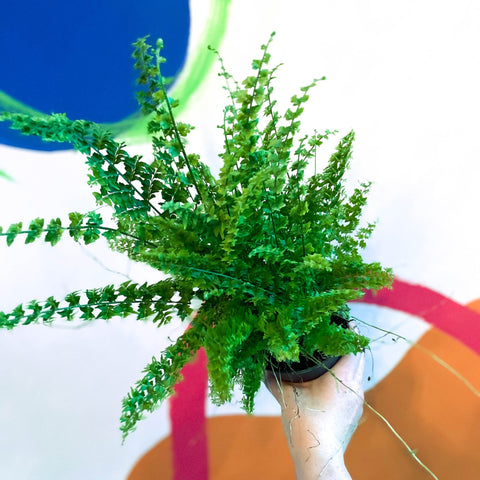 Boston Fern - Nephrolepis exaltata 'Green Fantasy' - Sprouts of Bristol