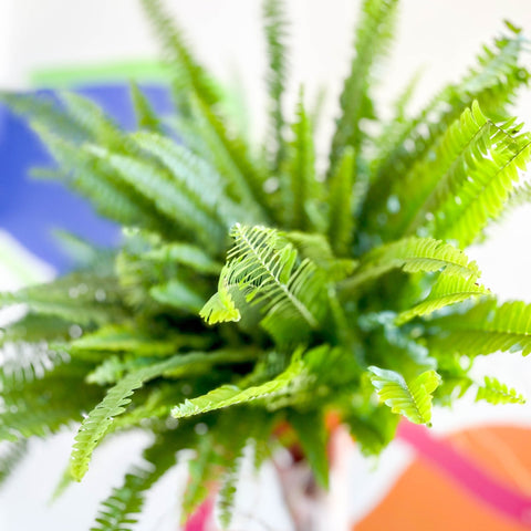 Boston Fern - Nephrolepis exaltata 'Green Lady' - Sprouts of Bristol
