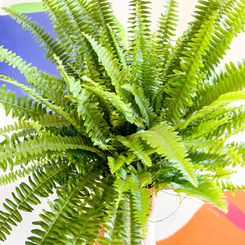 Boston Fern - Nephrolepis exaltata 'Green Lady' - Sprouts of Bristol