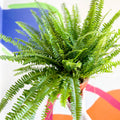 Boston Fern - Nephrolepis exaltata 'Green Lady' - Sprouts of Bristol