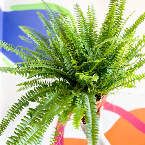 Boston Fern - Nephrolepis exaltata 'Green Lady' - Sprouts of Bristol
