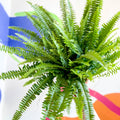 Boston Fern - Nephrolepis exaltata 'Green Lady' - Sprouts of Bristol