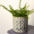 Boston Fern - Nephrolepis exaltata vitale 'Krulvaren' - Sprouts of Bristol