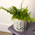 Boston Fern - Nephrolepis exaltata vitale 'Krulvaren' - Sprouts of Bristol