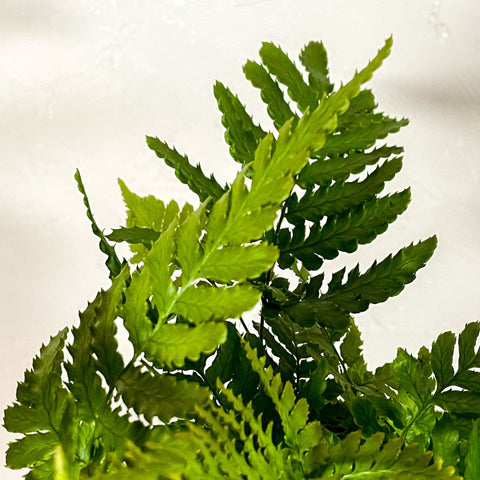 Bracken Fern - Pteris - Sprouts of Bristol
