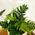 Bracken Fern - Pteris - Sprouts of Bristol
