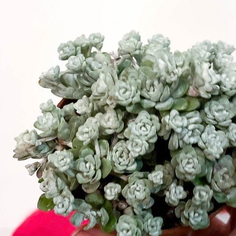 Broadleaf Stonecrop - Sedum spathulifolium - Sprouts of Bristol