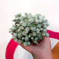 Broadleaf Stonecrop - Sedum spathulifolium - Sprouts of Bristol