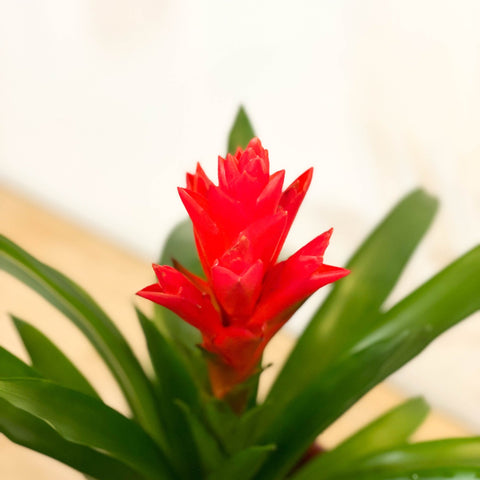 Bromelia Guzmania - Bright Pink - Sprouts of Bristol